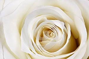 Beautiful white rose.