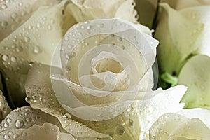Beautiful white rose close up, freshened with water drops.