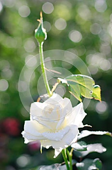 Beautiful white Rose close up
