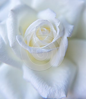 Beautiful white rose close up