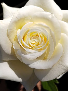 Beautiful white rose, closeup on the center part of the flower.