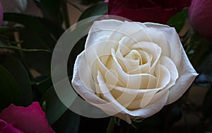Beautiful white rose emphasized by dark background and shallow depth-of-field