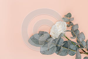 Beautiful white rose flower with branches of eucalyptus on pastel pink. Holiday floral background.