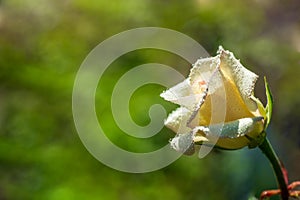 Beautiful white rose flower with dew drops