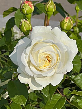 Beautiful white rose in a flower garden