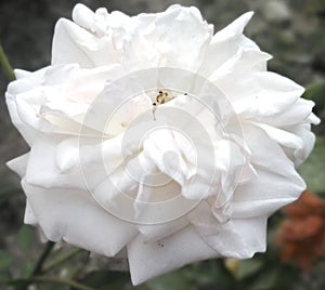 Beautiful white rose flower image ,white  flower