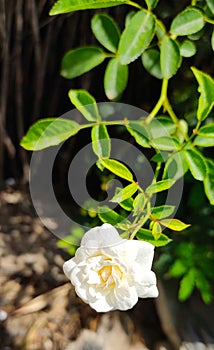 Beautiful White rose flower sunkissed
