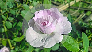 Beautiful white rose image ,garden white rose picture