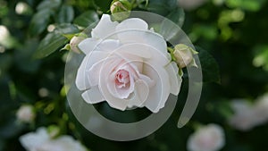 Beautiful White Rose In Natural Light