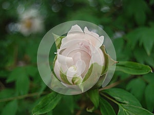 Beautiful white rose pod blooming specially for a girl