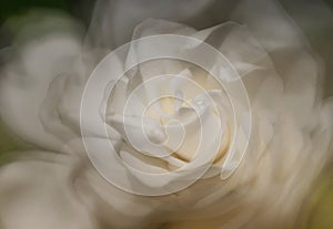 A beautiful white rose in a sunny day, Multiple exposure