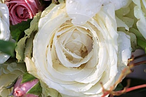 Beautiful white rose with water drop