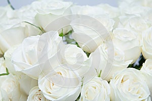 The beautiful white roses.