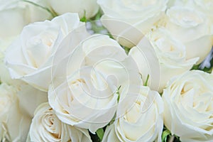 The beautiful white roses.