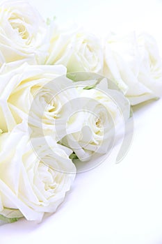 Hermoso blanco rosas 