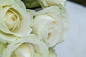 Beautiful White Roses Background