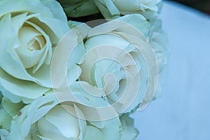 Beautiful White Roses Background