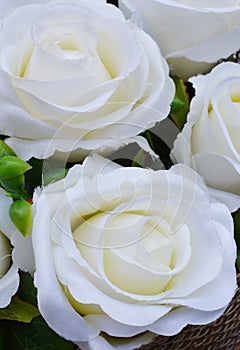 Beautiful white roses background