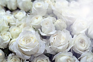 Beautiful white roses background. Floral abstract background