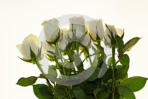 Beautiful white roses in the bouquet, background for wedding cards, greeting card for birthday.