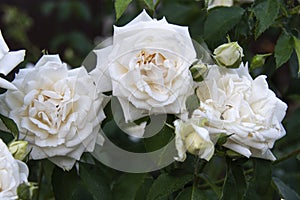 Beautiful white roses bush.Natural white roses background