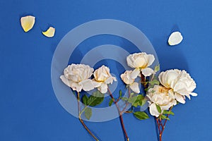 Beautiful white roses flowers on blue  paper background  with copy space for text, top view and flat lay style