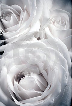 Bellissimo bianco rose pieno telaio Come artistico fiore immagine 