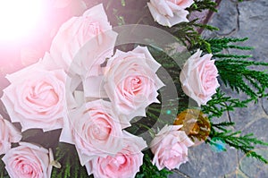 Beautiful white roses with lens flares