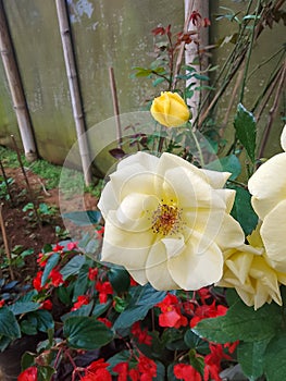 beautiful white roses, in malino, south sulawesi, indonesia