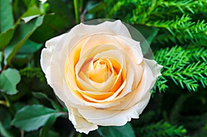 Beautiful white roses in the natural