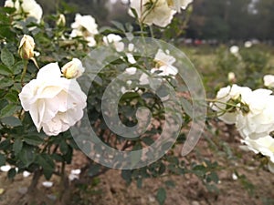 Beautiful white roses in a park