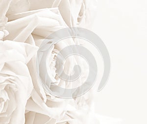 Beautiful white roses toned in sepia as wedding background. Soft