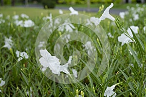 Beautiful white ruellia simplex flowers in the garden