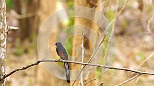 Beautiful White-rumped Shama bird standing on branch of a tree