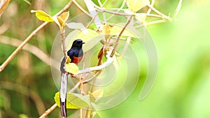 Beautiful White-rumped Shama perching on branch of a tree