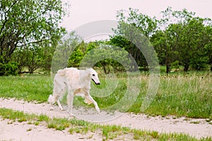 Beautiful White Russian Borzoi Borzaya Hunting Dog running in fo