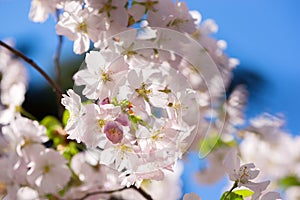 Beautiful white Sakura blossoms in springtime. Spring seasonal Floral background with soft-focused flowers of Sakura