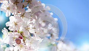 Beautiful white Sakura blossoms in springtime. Spring seasonal Floral background with soft-focused flowers of Sakura