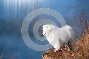 a beautiful white Samoyed dog in the autumn forest