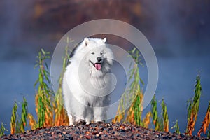 a beautiful white Samoyed dog in the autumn forest