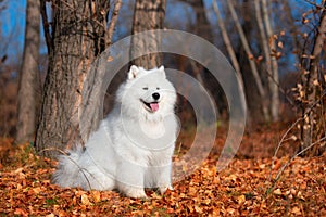 a beautiful white Samoyed dog in the autumn forest