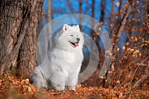 a beautiful white Samoyed dog in the autumn forest