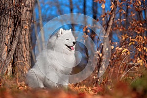 a beautiful white Samoyed dog in the autumn forest