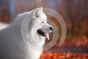 a beautiful white Samoyed dog in the autumn forest