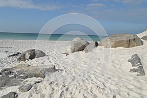 White sand dunes in the Florida Panhandle