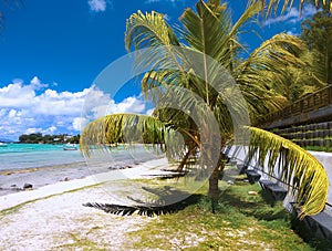 White Sandy Beach Palms, Mauritius Island