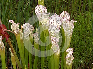 Beautiful white sarracenia pitcher trap stems