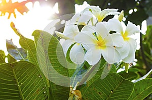 Beautiful white scented blooms with yellow centers of exotic tropical frangipanni species plumeria plumeria flowering in summer ad