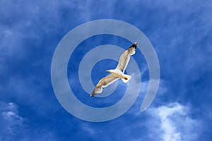 Beautiful white sea gull soars against the blue sky with clouds. Seagull in flight