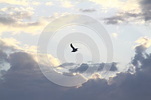 Beautiful white sea gull soars against the blue sky in clouds.
